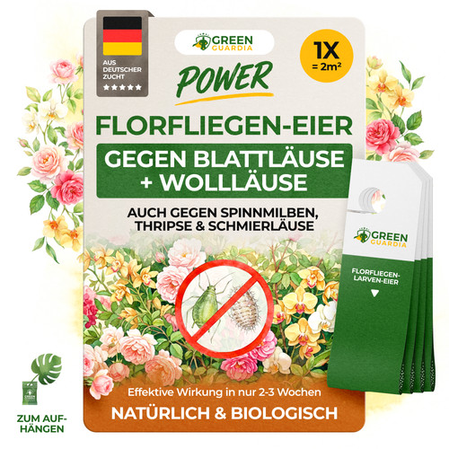 Bis karten green - bis, guardia
